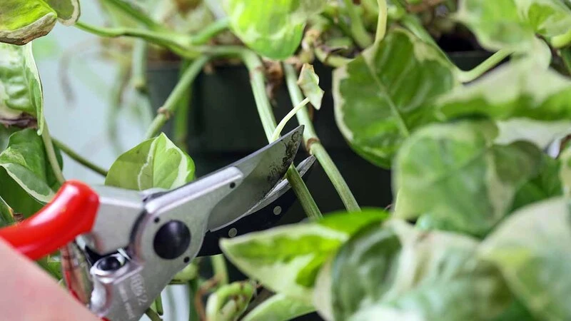 How Far to Trim a Pothos Plant